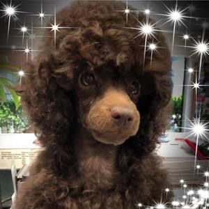 Meet your Posher, Marie